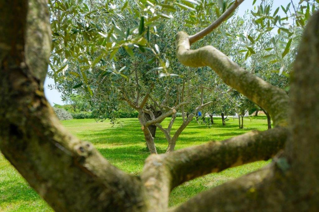 Appartamento Uliveto